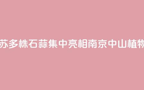 江苏:2000多株石蒜集中亮相南京中山植物园 第1张 江苏:2000多株石蒜集中亮相南京中山植物园 第1张