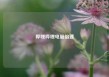 哔哩哔哩电脑倍速