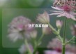 货代直客销售