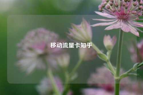 移动流量卡知乎  第1张