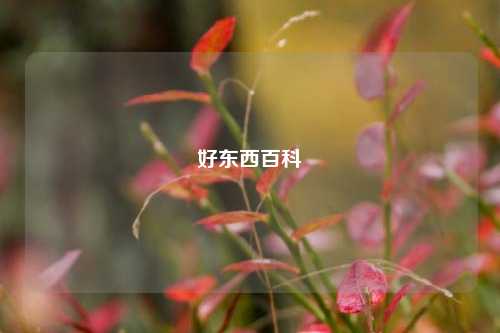 好东西百科  第1张